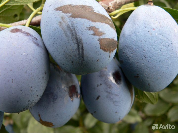 Саженцы плодовых деревьев