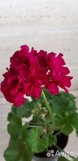 Пеларгонии