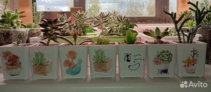 Суккуленты в горшочках