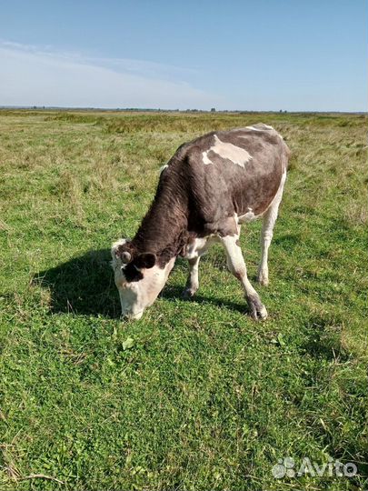 Крупный рогатый скот