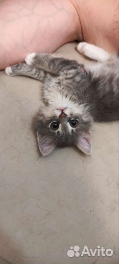 Котенок мальчик бесплатно