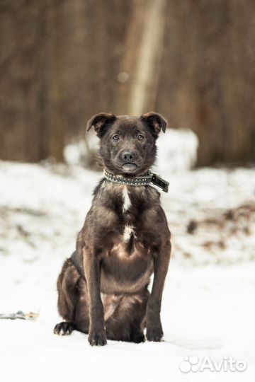 Собака в добрые руки