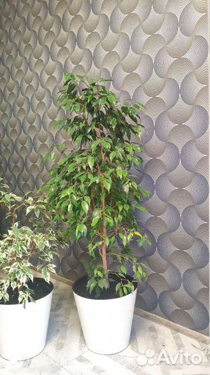 Фикусы Бенджамина