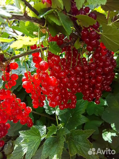 Красная смородина розовая чёрная