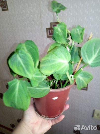 Филодендрон кампоспортонианум