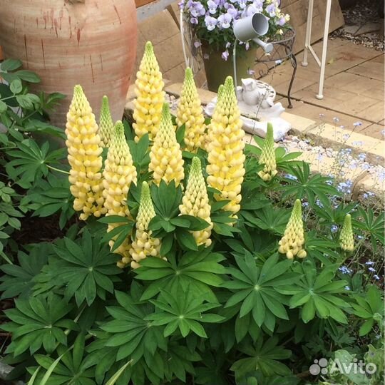 Люпины красноцветковые: саженцы и семена. Доставка