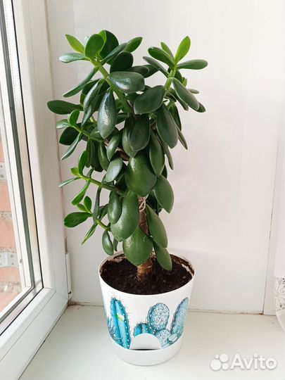 Денежное дерево Толстянка