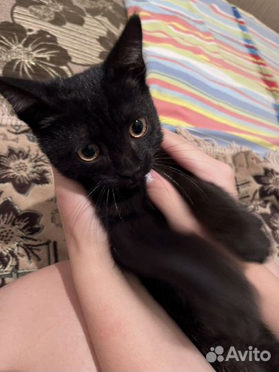Котенок Batman :)