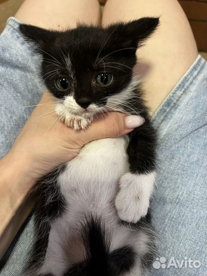 Котята в добрые руки даром