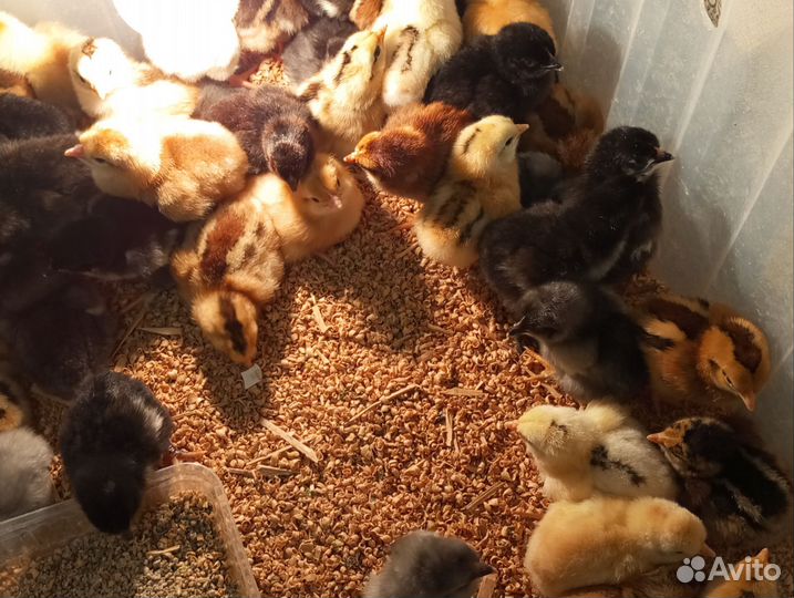 Цыплята деревенские