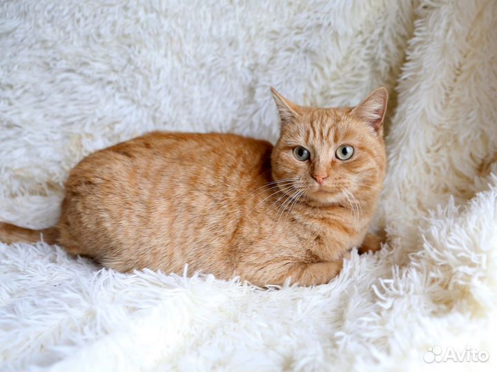 Рыжая кошка Злата 1 год