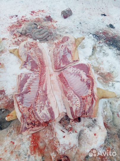 Мясо свинина домашняя