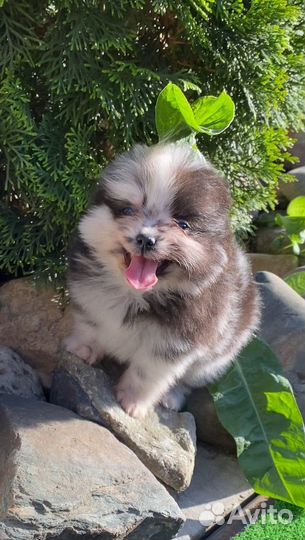 Щенки шпица