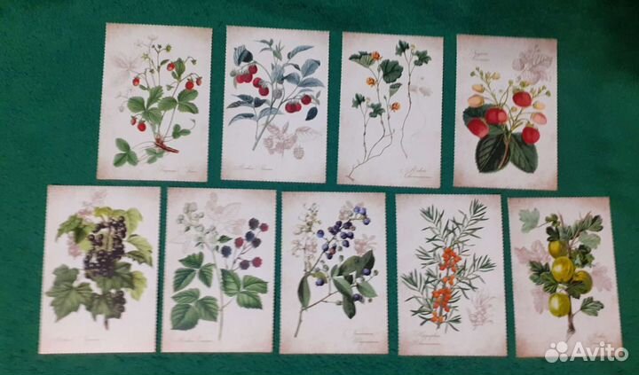 Художественные открытки: ягоды, птицы, рецепты, пе