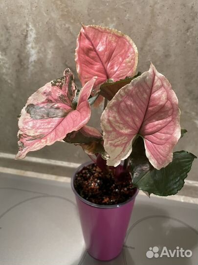 Cингониум Kлубничный лeд Galахy