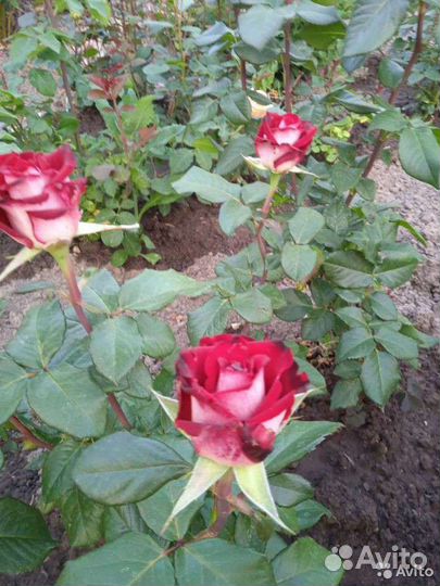 Чайно гибридные розы