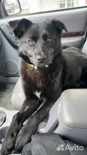 Собака в добрые руки