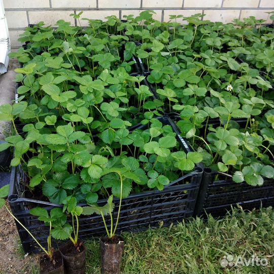 Рассада клубники