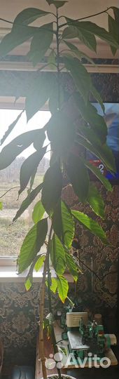 Комнатные цветы шефлера