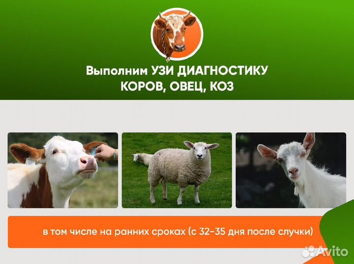 Узи коров, телок, овец в кфх и лпх