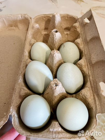 Яйцо куриное
