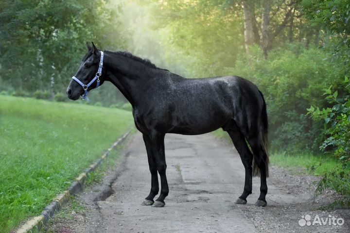 Жеребец 2019г