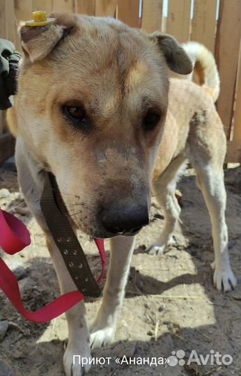 Метис шарпея в поисках хозяина