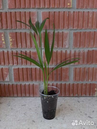 Комнатные растения цветы