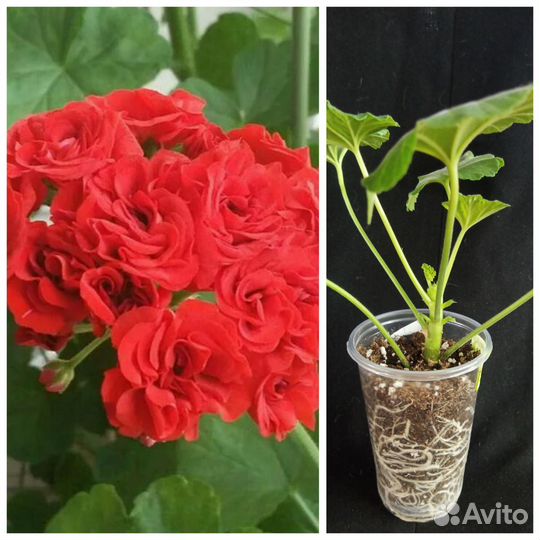 Пеларгония герань сортовая