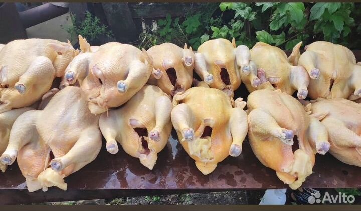 Мясо курицы