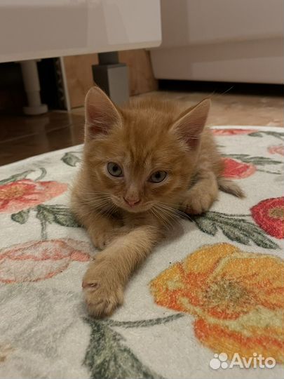Котенок в добрые руки