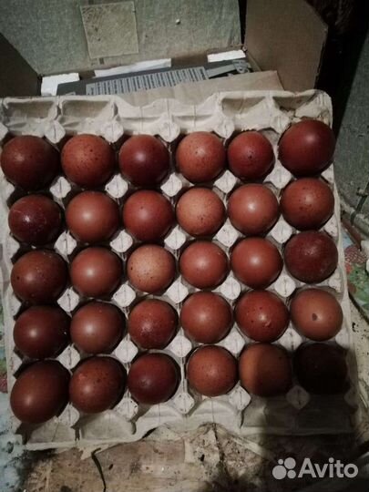 Цыплята. Инкубационные яйцо породных кур