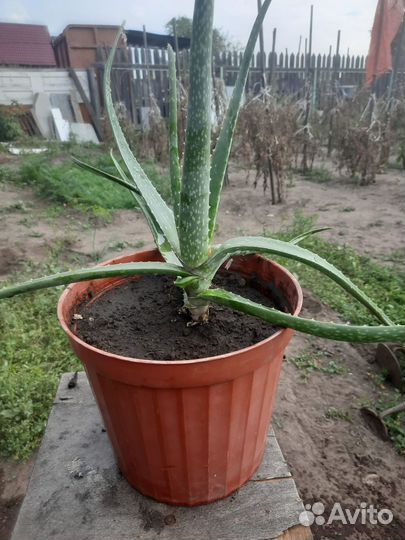 Комнатные цветы
