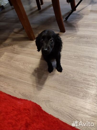 Щенки бесплатно