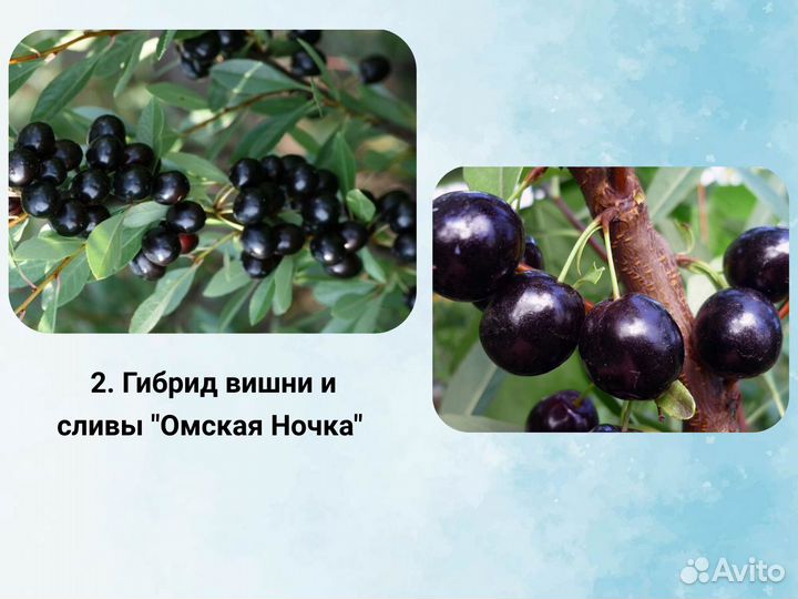 Гибрид вишня со сливой