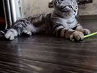 Британские мраморные котята с документами объявление продам