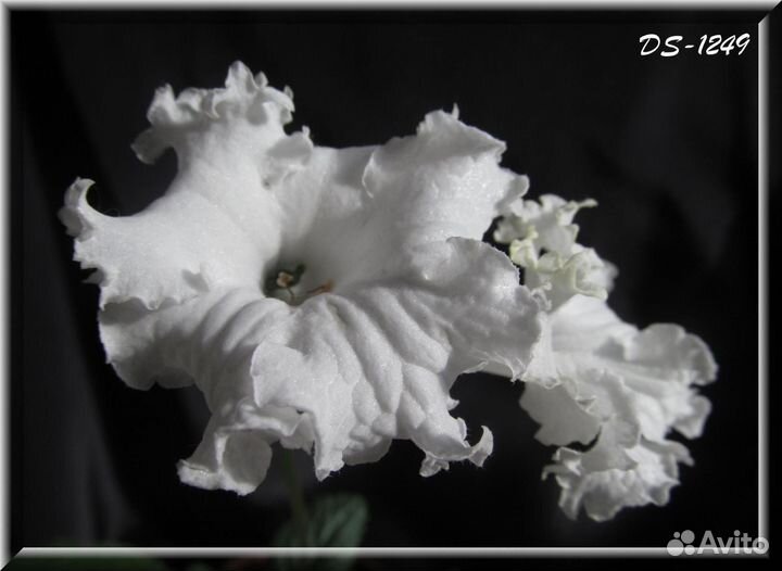 Стрептокарпусы