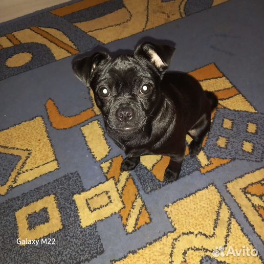 Найдена собака