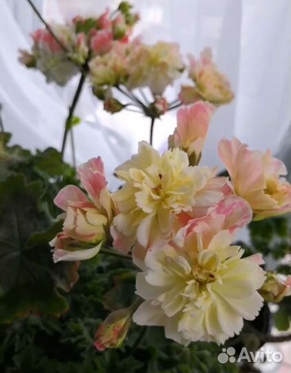 Пеларгония Rushmoor Zambezi