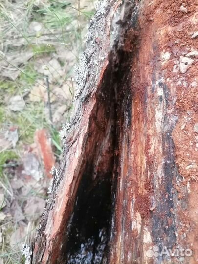 Сосновая кора/мульча эко - продукция