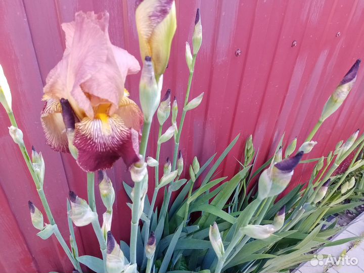 Лилейники, ирисы сортовые и другие растения