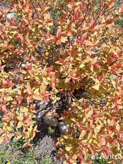 Гортензия Анабель