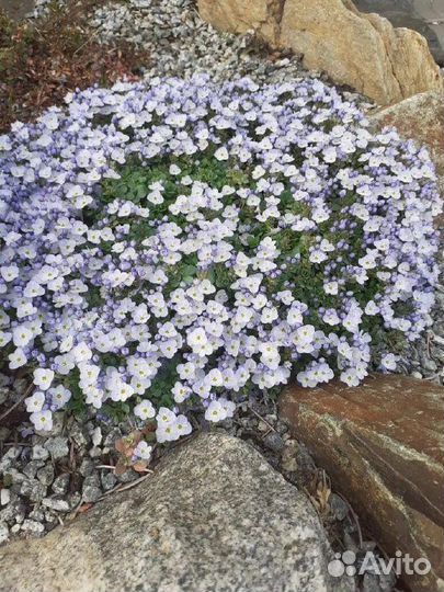 Многолетние садовые растения. Вероники