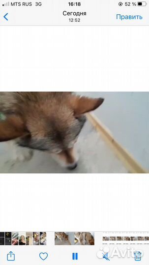 Собака в добрые руки