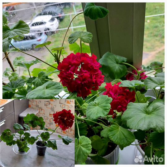 Герань пеларгония