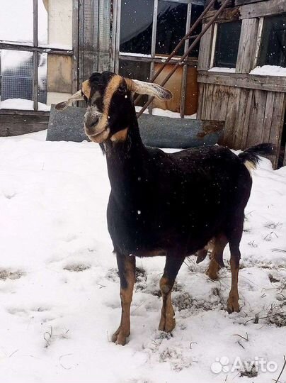 Нубийские козы