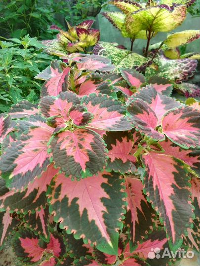 Колеусы традесканции