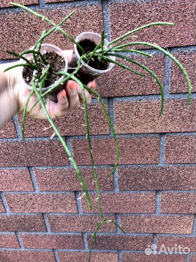 Рипсалис флокосса