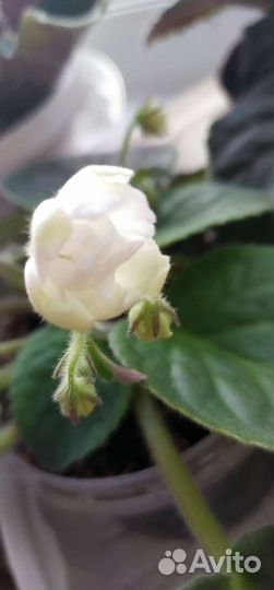 Разные фиалки начали цвести