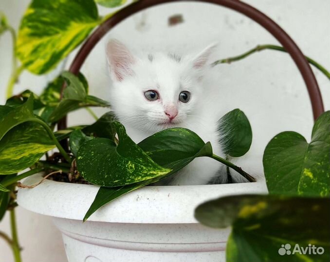 Котëнок-девочка ищет дом